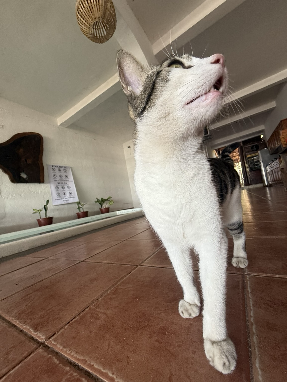 Sorry, no caption provided by author