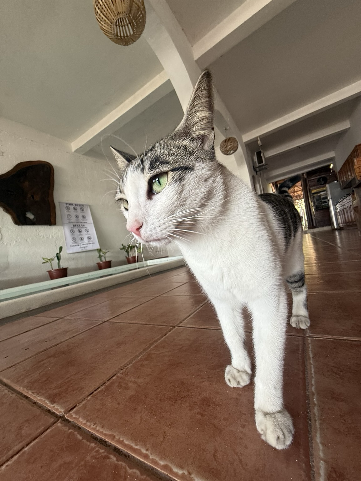 Sorry, no caption provided by author